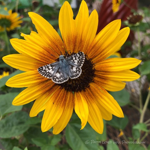 Meet your Posher, Patty - Picture 2 of 2